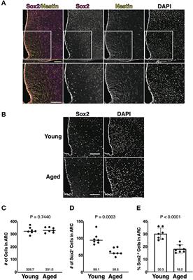 Identification of Sox2 and NeuN Double-Positive Cells in the Mouse Hypothalamic Arcuate Nucleus and Their Reduction in Number With Aging